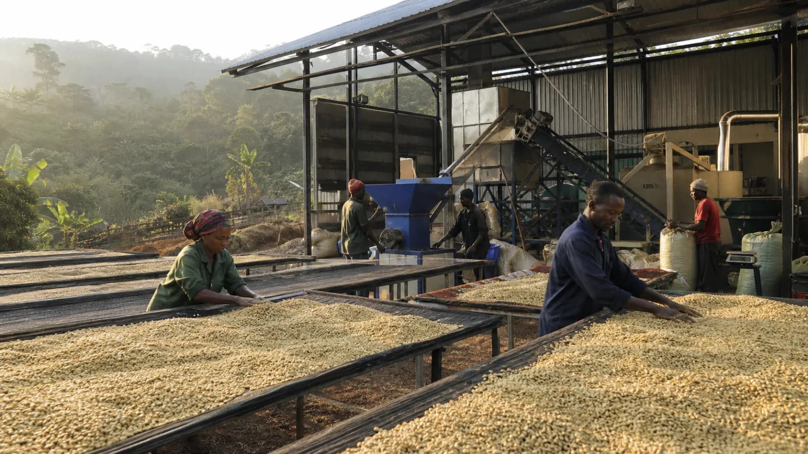 Illustrative showcase image of coffee drying and milling at a rural processing facility for Coffee Roasting and Packaging Plant.